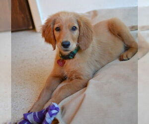 Golden Retriever Dogs for adoption in Enfield, CT, USA