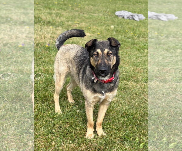 Medium Photo #5 German Shepherd Dog-Unknown Mix Puppy For Sale in Jefferson, WI, USA