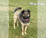 Small Photo #5 German Shepherd Dog-Unknown Mix Puppy For Sale in Jefferson, WI, USA