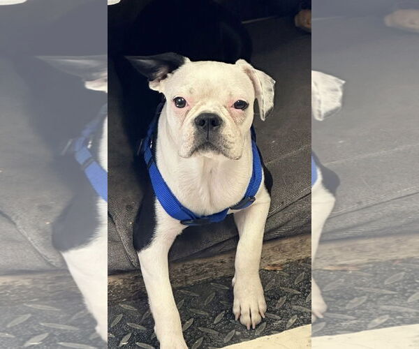Medium Photo #2 Boston Terrier Puppy For Sale in Hesperia, CA, USA
