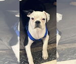 Small #1 Boston Terrier