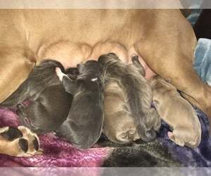 American Pit Bull Terrier Puppy for sale in NEWARK, NJ, USA