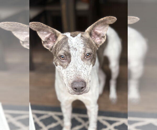 Medium Photo #1 Mutt Puppy For Sale in Woodbury, NY, USA