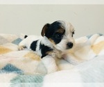 Small #3 Yorkshire Terrier
