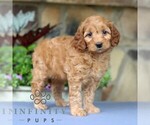 Small #3 Cavapoo
