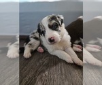 Puppy Ashoka Jr Border-Aussie