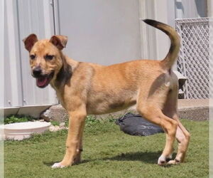 Catahoula Leopard Dog Dogs for adoption in GILBERTS, IL, USA