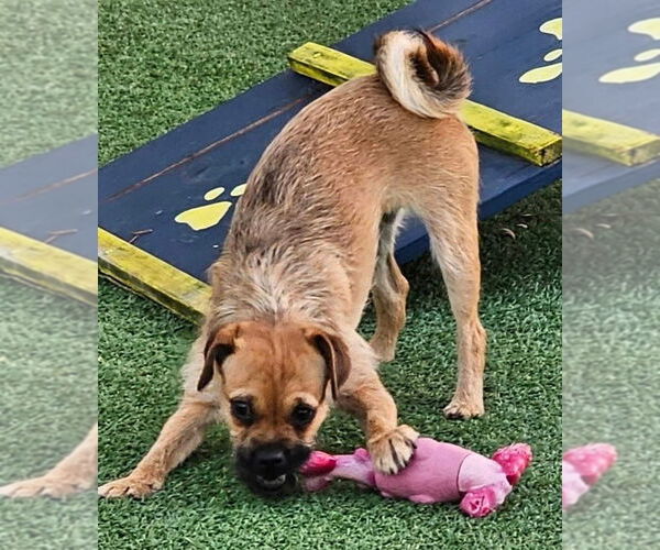 Medium Photo #3 Border Terrier Puppy For Sale in oakland, FL, USA