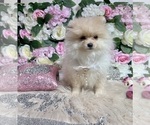 Small #99 Pomeranian