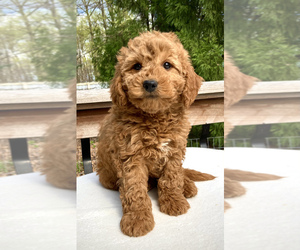 Goldendoodle-Poodle (Miniature) Mix Puppy for sale in CHATHAM, PA, USA