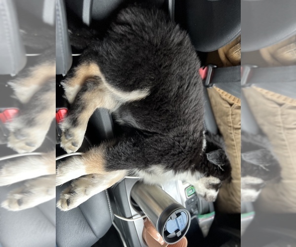 Medium Photo #5 Siberian Husky Puppy For Sale in SUGAR LAND, TX, USA