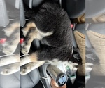 Small Photo #5 Siberian Husky Puppy For Sale in SUGAR LAND, TX, USA