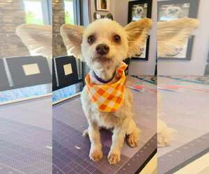 Bennett - Male Maltese-Unknown Mix Dog for Adoption - Photo #2