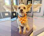 Small Photo #2 Maltese-Unknown Mix Puppy For Sale in Cave Creek, AZ, USA