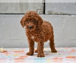Small #2 Poodle (Miniature)