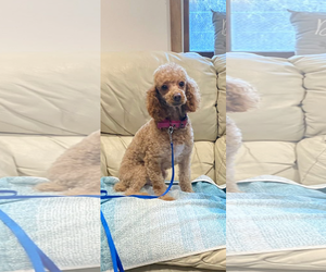 Poodle (Miniature) Dogs for adoption in Lewistown, PA, USA