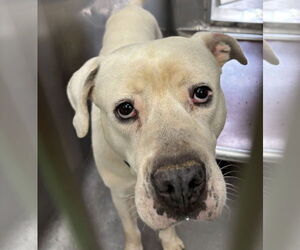 Labrador Retriever-Unknown Mix Dogs for adoption in Rustburg, VA, USA