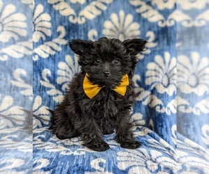 Pomeranian-Poodle (Toy) Mix Puppy for sale in LINCOLN UNIVERSITY, PA, USA