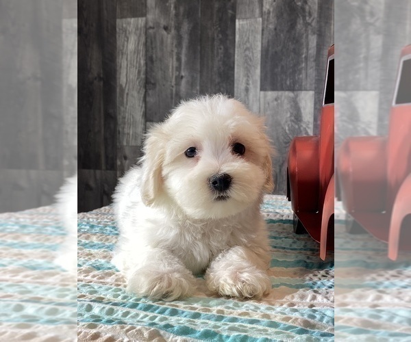 Medium Photo #3 Havaton Puppy For Sale in CANOGA, NY, USA