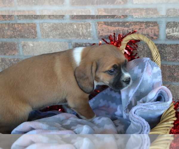 Medium Photo #24 Jug Puppy For Sale in GREENWOOD, WI, USA