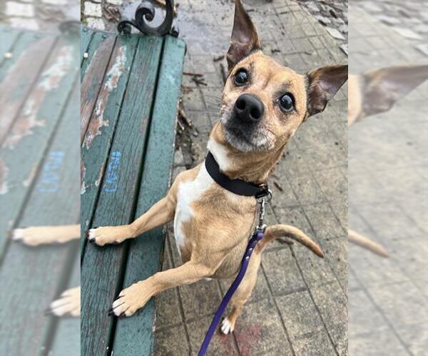 Medium Photo #1 Chihuahua Puppy For Sale in Boston, MA, USA