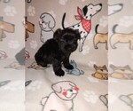 Small #9 Poodle (Toy)