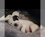 Small #10 Mutt