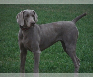 Mother of the Weimaraner puppies born on 05/15/2019