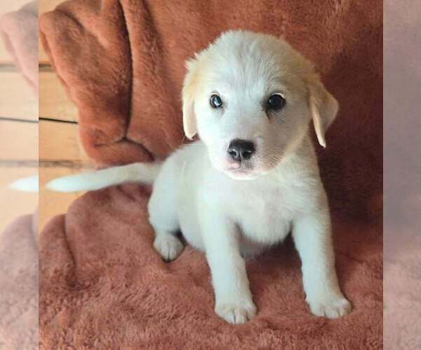 Medium Photo #1 Great Pyrenees-Unknown Mix Puppy For Sale in Brewster, NY, USA