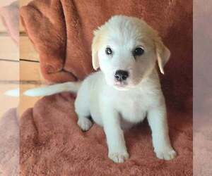 Great Pyrenees-Unknown Mix Dogs for adoption in Brewster, NY, USA