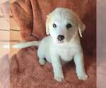 Small Great Pyrenees Mix