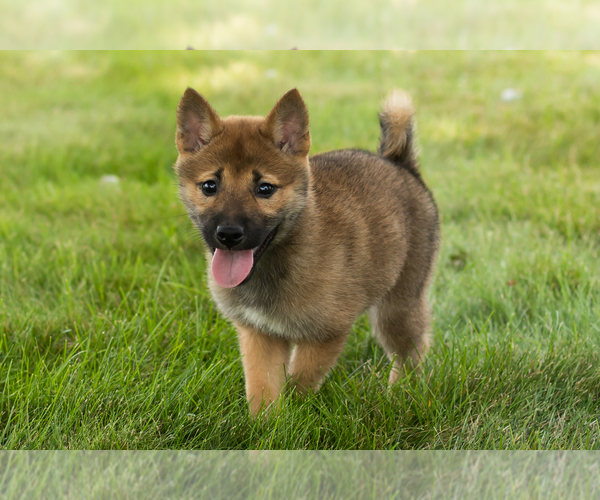 Medium Photo #24 Shiba Inu Puppy For Sale in MILLERSBURG, IN, USA