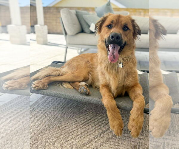 Medium Photo #1 Siberian Husky-Unknown Mix Puppy For Sale in Corona, CA, USA