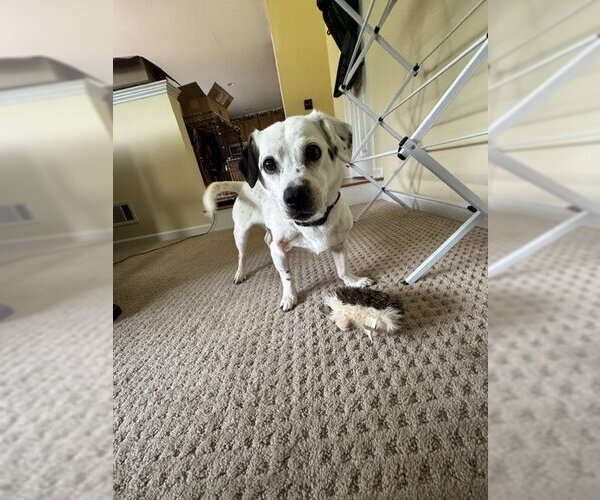 Medium Photo #9 Chiweenie Puppy For Sale in Rockaway, NJ, USA