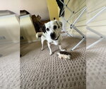 Small #8 Chiweenie