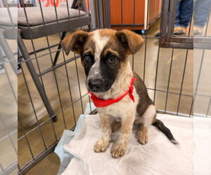 Texas Heeler-Unknown Mix Dogs for adoption in El Centro, CA, USA