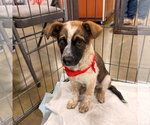 Carly - Female Texas Heeler-Unknown Mix Dog for Adoption - Small photo
