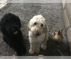 Father of the Goldendoodle puppies born on 03/15/2021