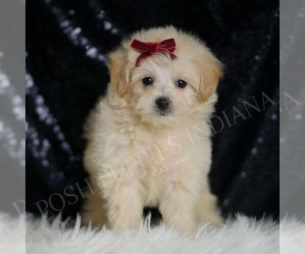 Medium Photo #4 Maltipoo Puppy For Sale in WARSAW, IN, USA