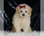 Small #3 Maltipoo