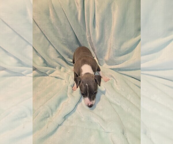 Medium Photo #2 Italian Greyhound Puppy For Sale in NESBIT, MS, USA