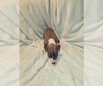 Small #1 Italian Greyhound