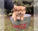 Small #3 Pomeranian