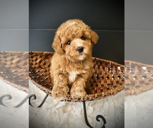 Maltipoo Puppy for Sale in CROSSVILLE, Tennessee USA