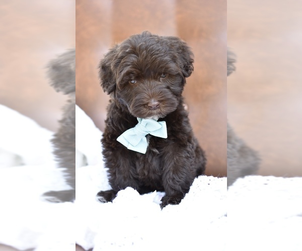Medium Photo #5 Portuguese Water Dog Puppy For Sale in MILLERSBURG, OH, USA