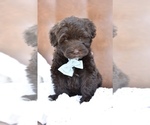 Small #4 Portuguese Water Dog
