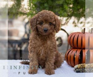 Cavapoo Puppy for sale in LITITZ, PA, USA