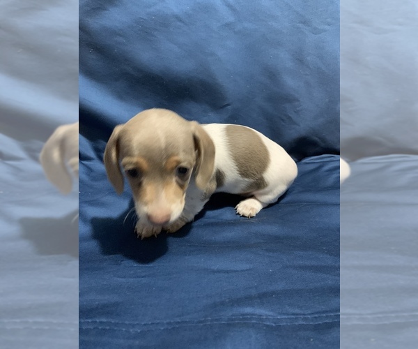 Medium Photo #3 Dachshund Puppy For Sale in DALLAS, GA, USA