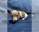 Small Photo #3 Dachshund Puppy For Sale in DALLAS, GA, USA