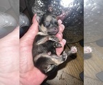 Small Photo #13 Pomeranian Puppy For Sale in RUTLEDGE, PA, USA